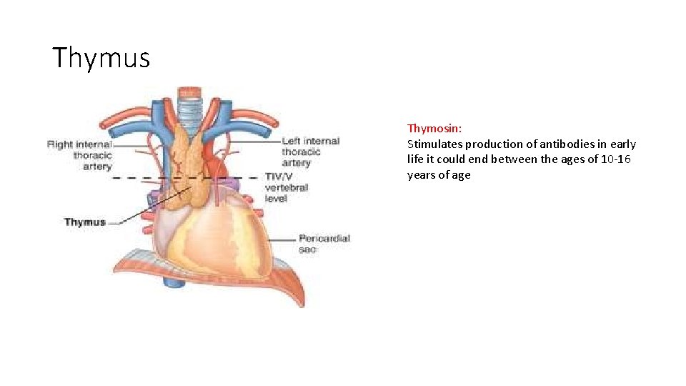 Thymus Thymosin: Stimulates production of antibodies in early life it could end between the