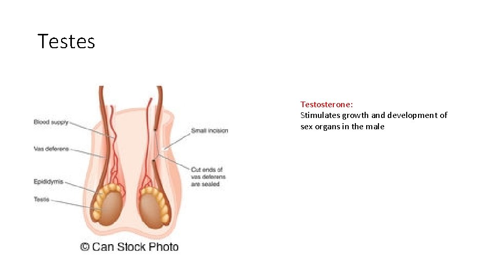 Testes Testosterone: Stimulates growth and development of sex organs in the male 