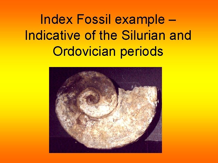 Index Fossil example – Indicative of the Silurian and Ordovician periods 