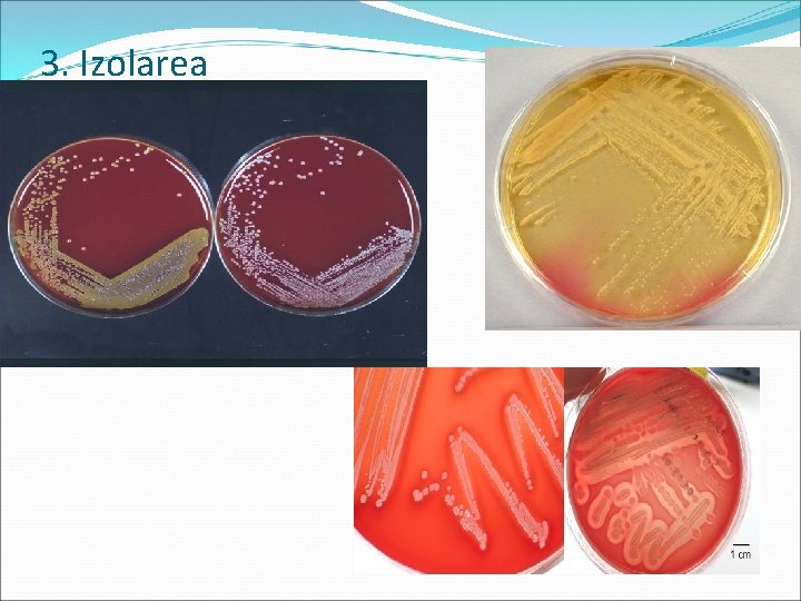 3. Izolarea 