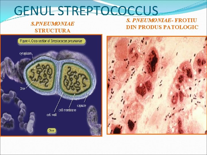 GENUL STREPTOCOCCUS S. PNEUMONIAE STRUCTURA S. PNEUMONIAE- FROTIU DIN PRODUS PATOLOGIC 