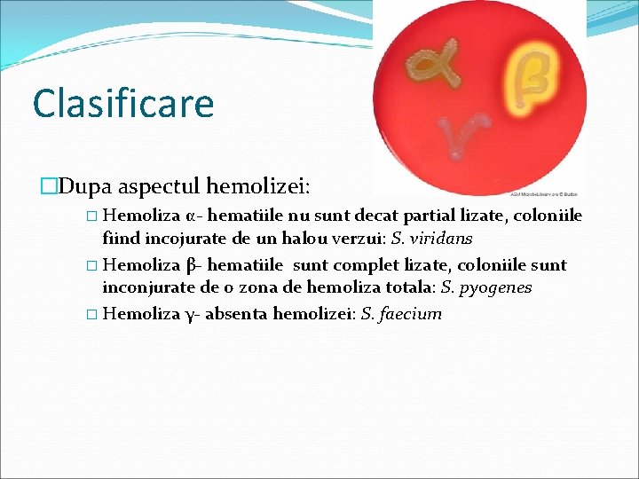 Clasificare �Dupa aspectul hemolizei: � Hemoliza α- hematiile nu sunt decat partial lizate, coloniile