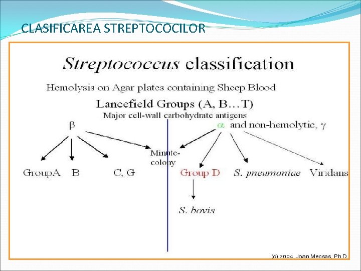 CLASIFICAREA STREPTOCOCILOR 