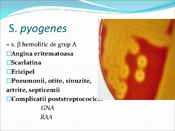 S. pyogenes = s. β hemolitic de grup A �Angina eritematoasa �Scarlatina �Erizipel �Pneumonii,