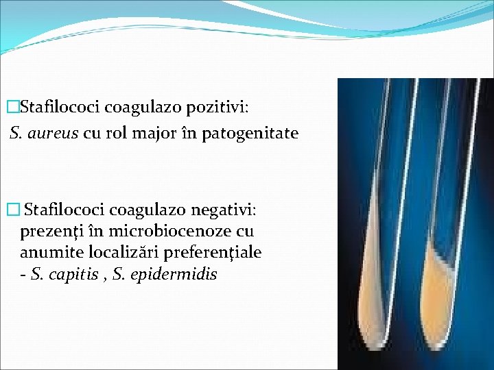 �Stafilococi coagulazo pozitivi: S. aureus cu rol major în patogenitate � Stafilococi coagulazo negativi: