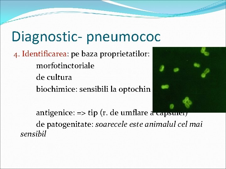 Diagnostic- pneumococ 4. Identificarea: pe baza proprietatilor: morfotinctoriale de cultura biochimice: sensibili la optochin