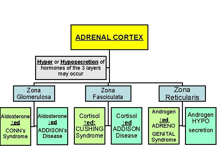 ADRENAL CORTEX Hyper or Hyposecretion of hormones of the 3 layers may occur Zona