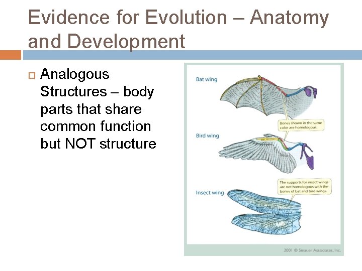 Evidence for Evolution – Anatomy and Development Analogous Structures – body parts that share