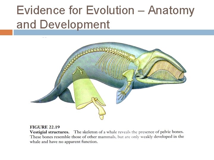 Evidence for Evolution – Anatomy and Development 