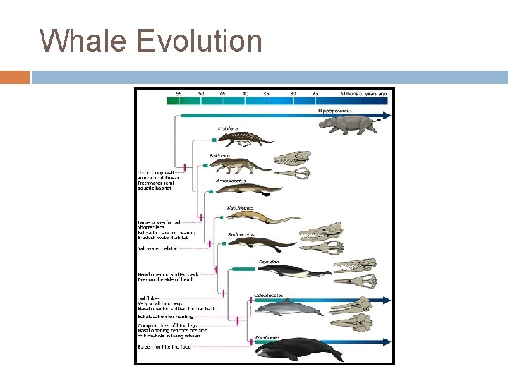 Whale Evolution 
