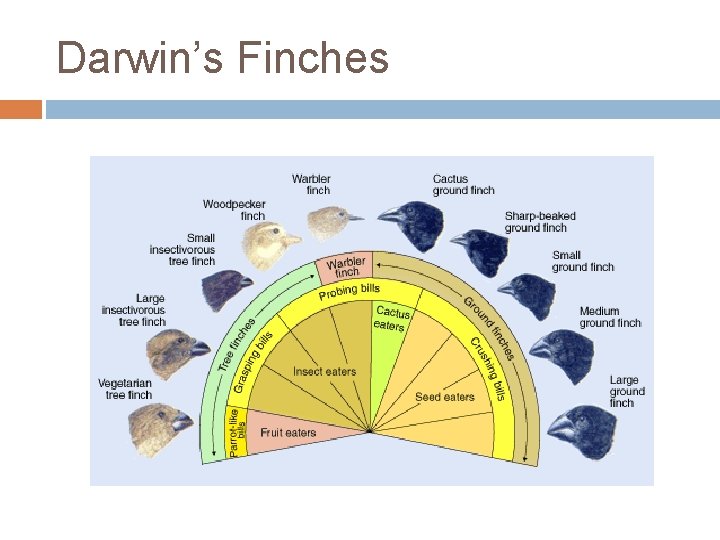 Darwin’s Finches 
