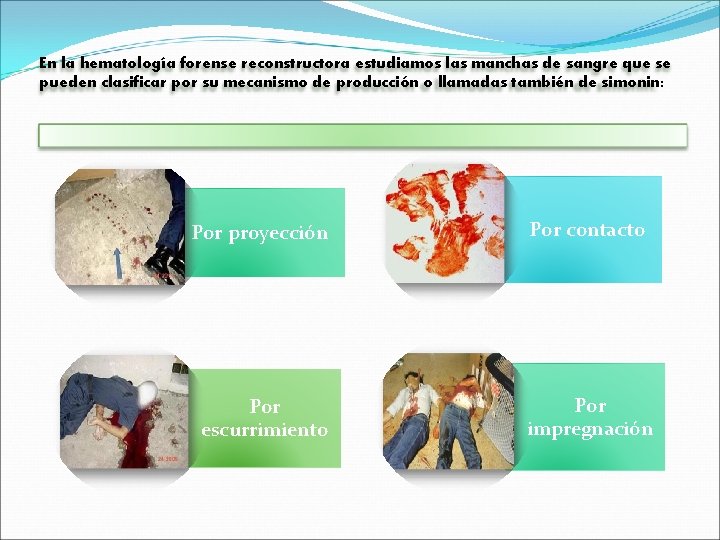 En la hematología forense reconstructora estudiamos las manchas de sangre que se pueden clasificar En la hematología forense reconstructora estudiamos las manchas de sangre que se pueden clasificar