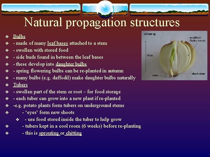 Natural propagation structures v v v v Bulbs - made of many leaf bases