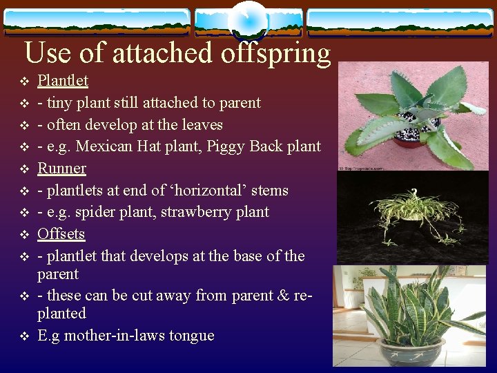 Use of attached offspring v v v Plantlet - tiny plant still attached to