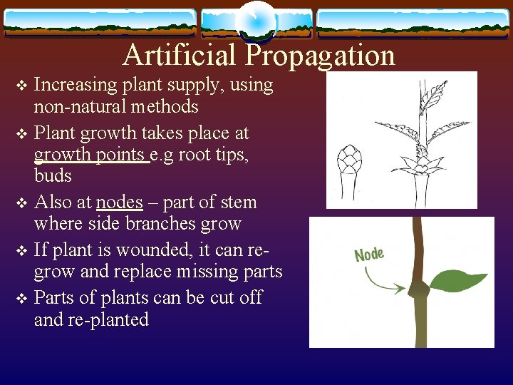 Artificial Propagation Increasing plant supply, using non-natural methods v Plant growth takes place at