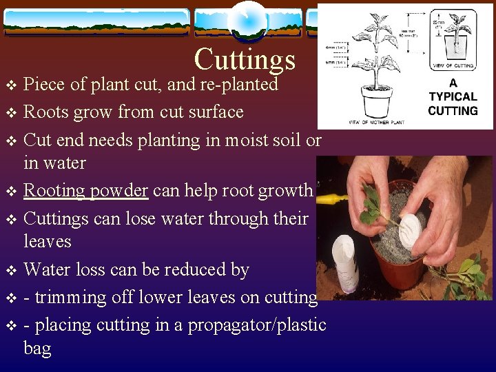 Cuttings Piece of plant cut, and re-planted v Roots grow from cut surface v