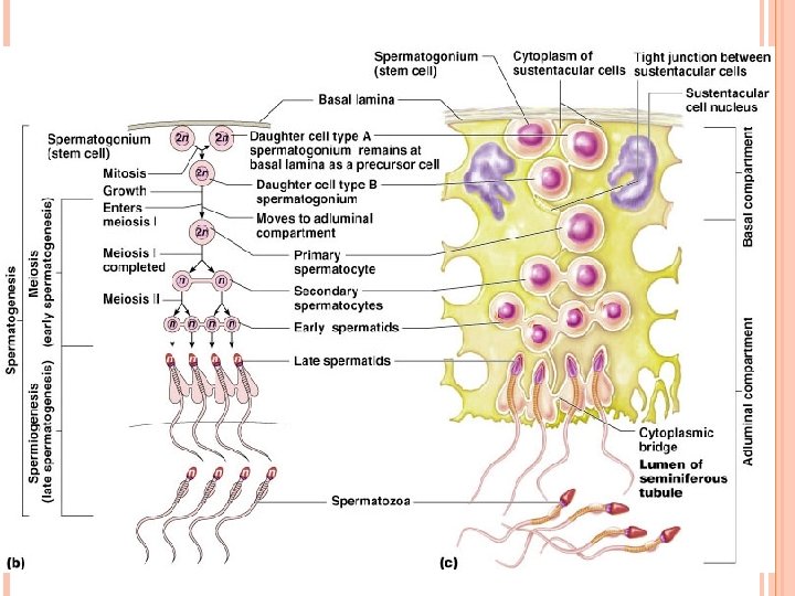 SPERMATOGENESIS 10 