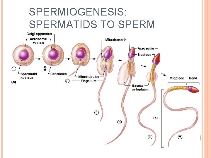 SPERMIOGENESIS: SPERMATIDS TO SPERM 11 