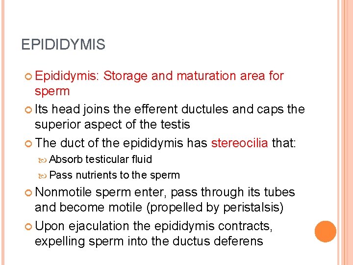 EPIDIDYMIS Epididymis: Storage and maturation area for sperm Its head joins the efferent ductules