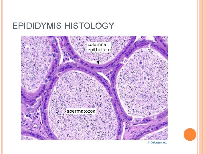 EPIDIDYMIS HISTOLOGY 