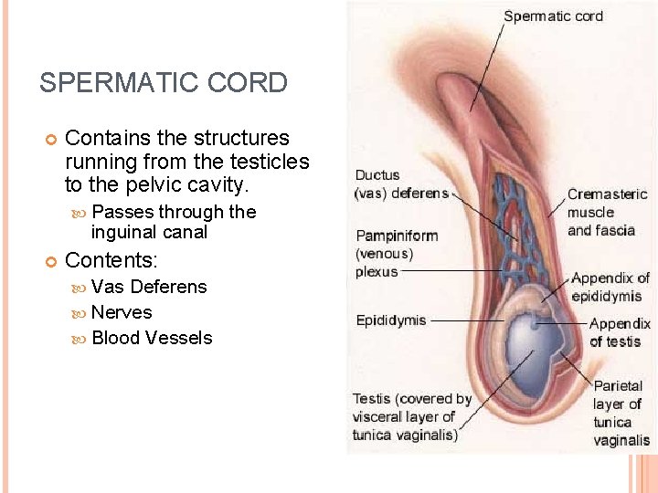 SPERMATIC CORD Contains the structures running from the testicles to the pelvic cavity. Passes