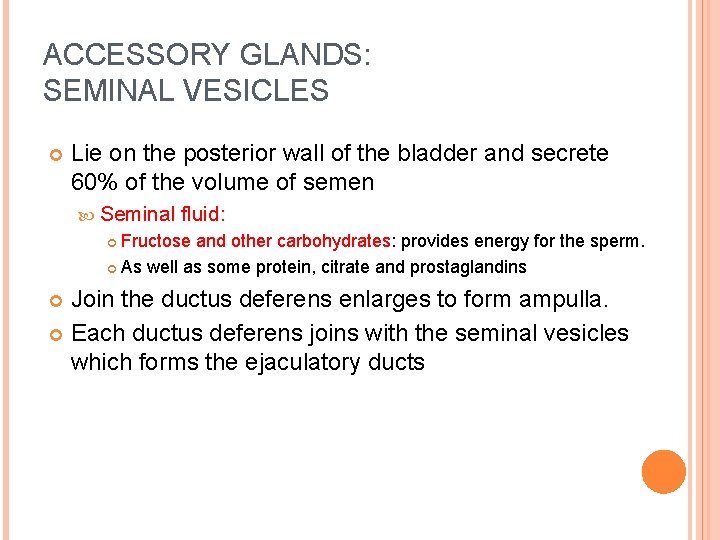 ACCESSORY GLANDS: SEMINAL VESICLES Lie on the posterior wall of the bladder and secrete