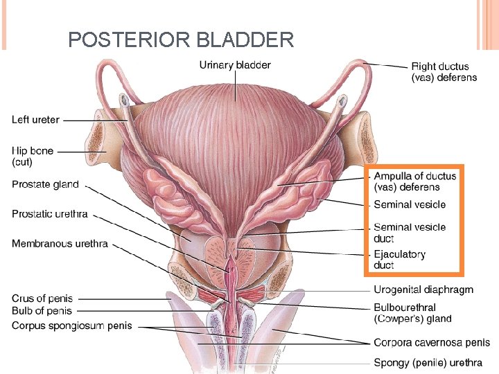 POSTERIOR BLADDER 17 