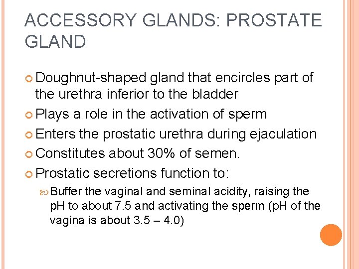 ACCESSORY GLANDS: PROSTATE GLAND Doughnut-shaped gland that encircles part of the urethra inferior to