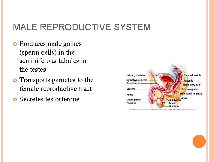 MALE REPRODUCTIVE SYSTEM Produces male games (sperm cells) in the seminiferous tubules in the