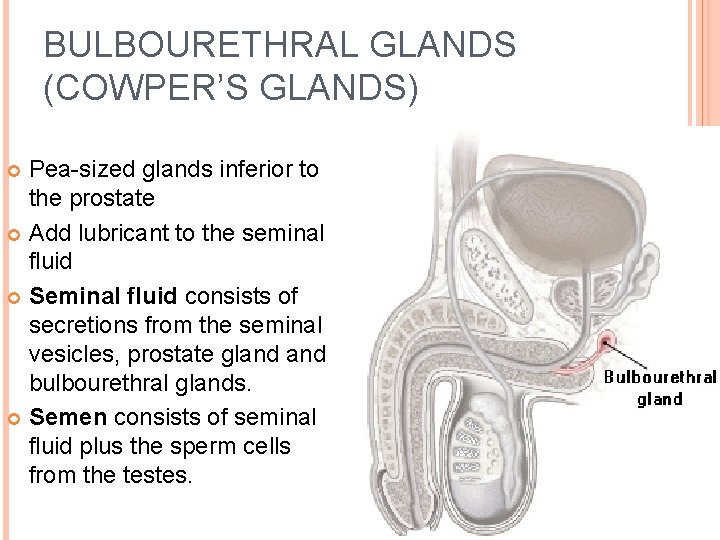 BULBOURETHRAL GLANDS (COWPER’S GLANDS) Pea-sized glands inferior to the prostate Add lubricant to the