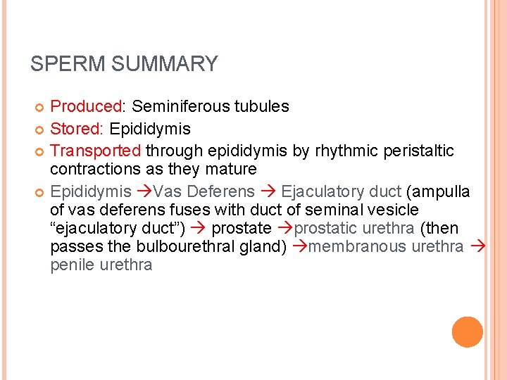 SPERM SUMMARY Produced: Seminiferous tubules Stored: Epididymis Transported through epididymis by rhythmic peristaltic contractions