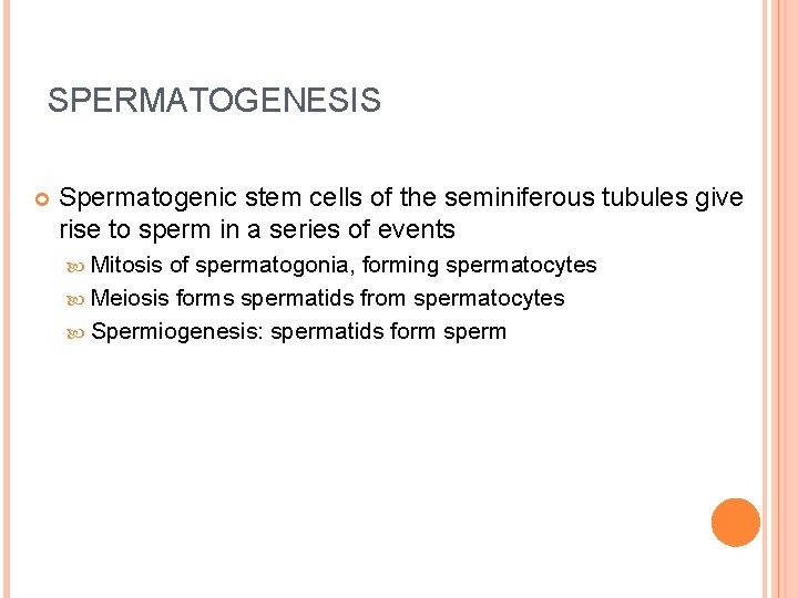 SPERMATOGENESIS Spermatogenic stem cells of the seminiferous tubules give rise to sperm in a