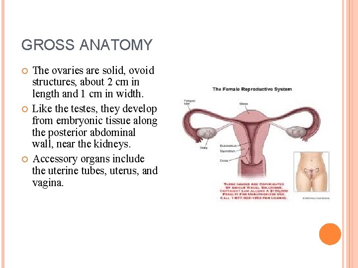 GROSS ANATOMY The ovaries are solid, ovoid structures, about 2 cm in length and