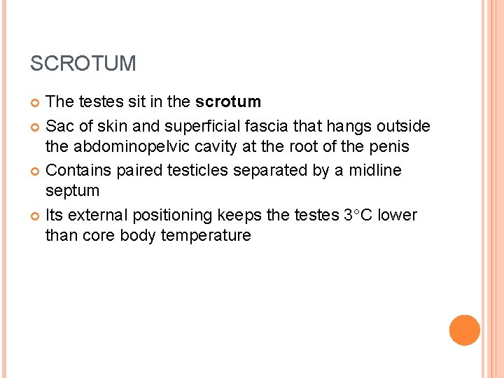 SCROTUM The testes sit in the scrotum Sac of skin and superficial fascia that