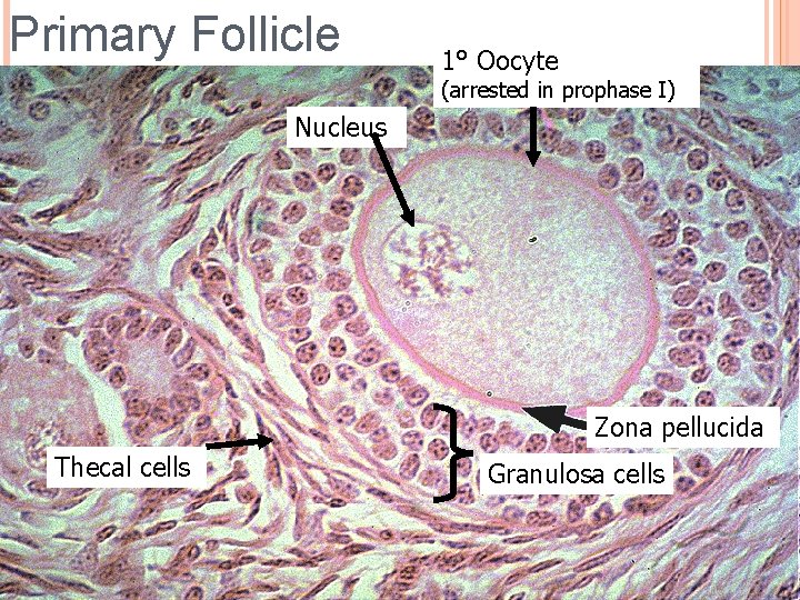 Primary Follicle 1° Oocyte (arrested in prophase I) Nucleus Zona pellucida Thecal cells Granulosa