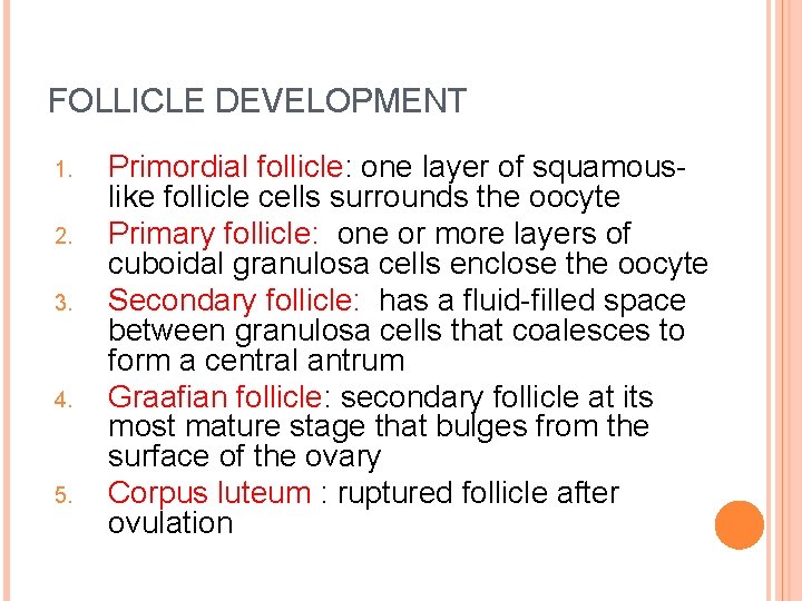 FOLLICLE DEVELOPMENT 1. 2. 3. 4. 5. Primordial follicle: one layer of squamouslike follicle