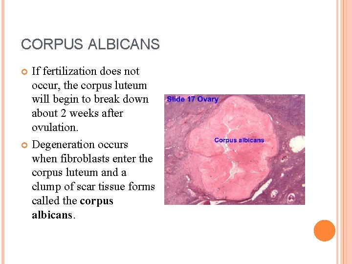 CORPUS ALBICANS If fertilization does not occur, the corpus luteum will begin to break