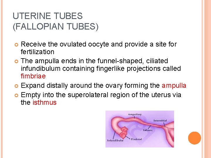 UTERINE TUBES (FALLOPIAN TUBES) Receive the ovulated oocyte and provide a site for fertilization