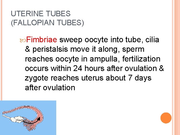 UTERINE TUBES (FALLOPIAN TUBES) Fimbriae sweep oocyte into tube, cilia & peristalsis move it