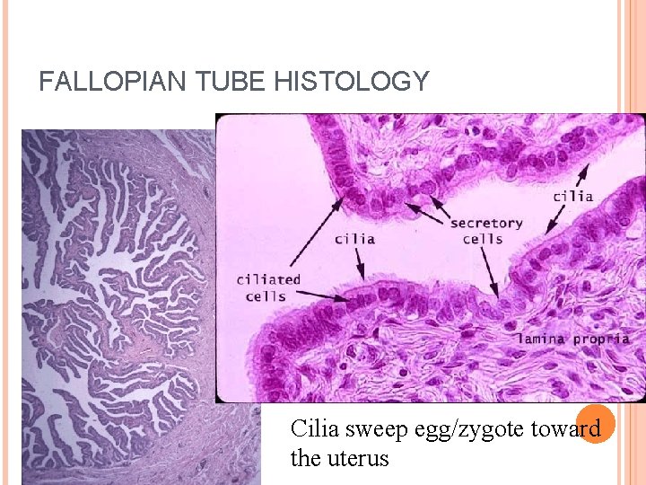 FALLOPIAN TUBE HISTOLOGY 41 Cilia sweep egg/zygote toward the uterus 