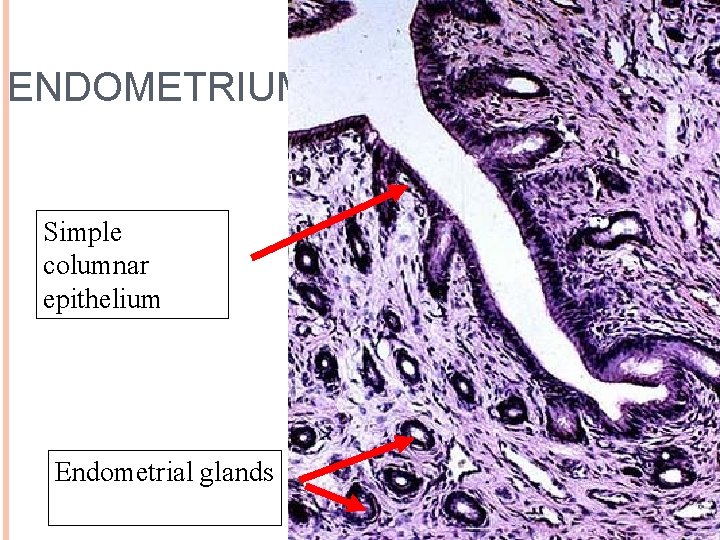 ENDOMETRIUM 46 Simple columnar epithelium Endometrial glands 