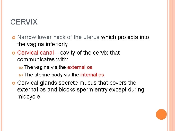 CERVIX Narrow lower neck of the uterus which projects into the vagina inferiorly Cervical