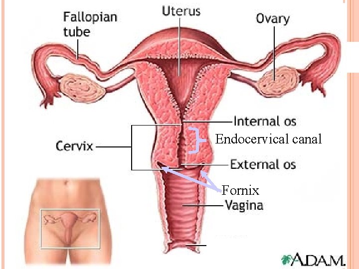 Endocervical canal Fornix 49 