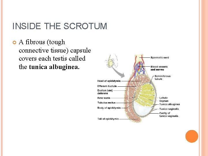 INSIDE THE SCROTUM A fibrous (tough connective tissue) capsule covers each testis called the