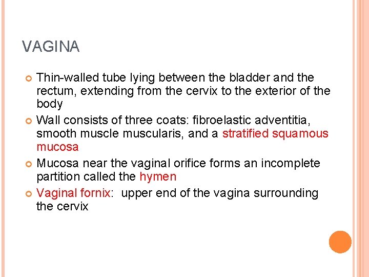 VAGINA Thin-walled tube lying between the bladder and the rectum, extending from the cervix
