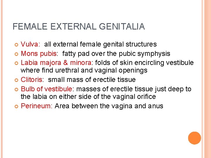 FEMALE EXTERNAL GENITALIA Vulva: all external female genital structures Mons pubis: fatty pad over