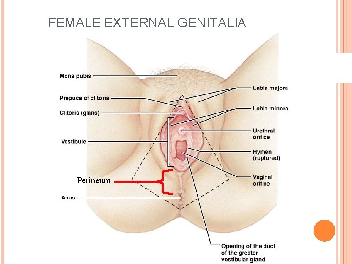 FEMALE EXTERNAL GENITALIA Perineum 54 