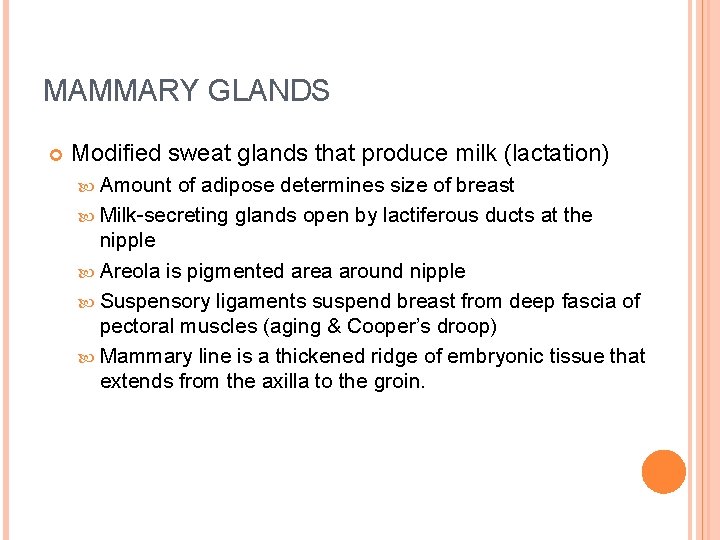 MAMMARY GLANDS Modified sweat glands that produce milk (lactation) Amount of adipose determines size