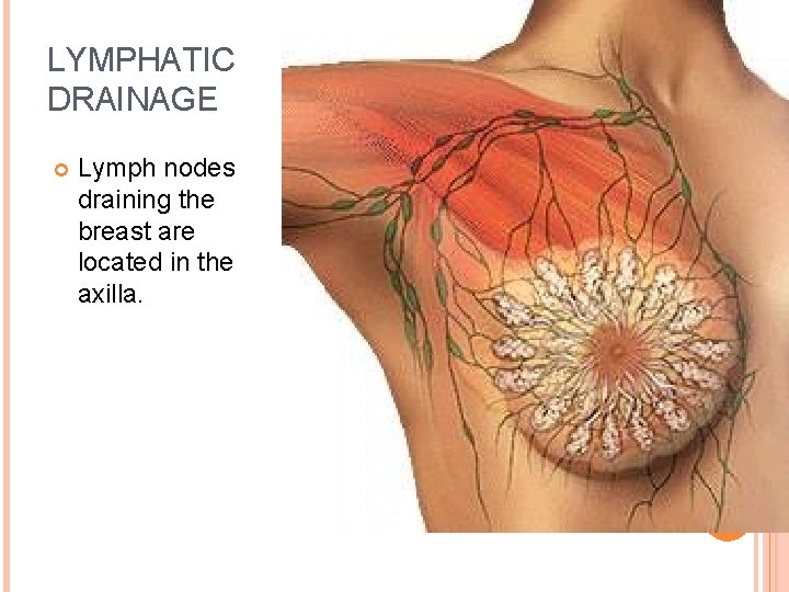 LYMPHATIC DRAINAGE Lymph nodes draining the breast are located in the axilla. 58 