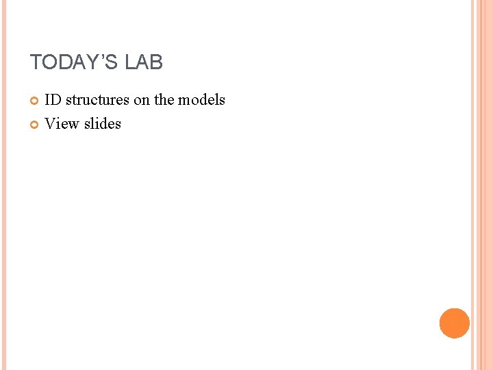 TODAY’S LAB ID structures on the models View slides 